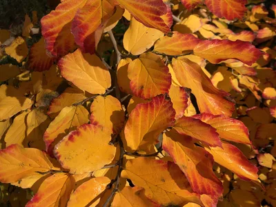 Hostagarten im Herbst