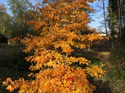 Hostagarten im Herbst