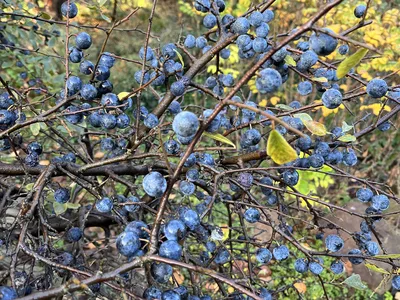 Hostagarten im Herbst