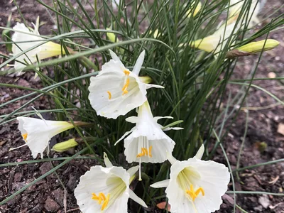 Hostagarten im Herbst