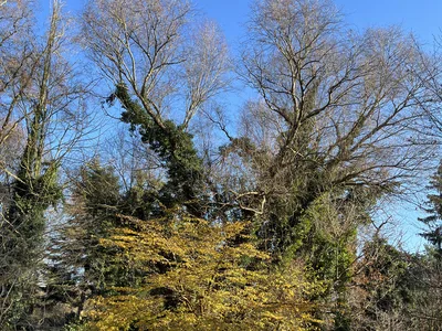 Hostagarten im Herbst