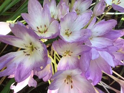 Hostagarten im Herbst