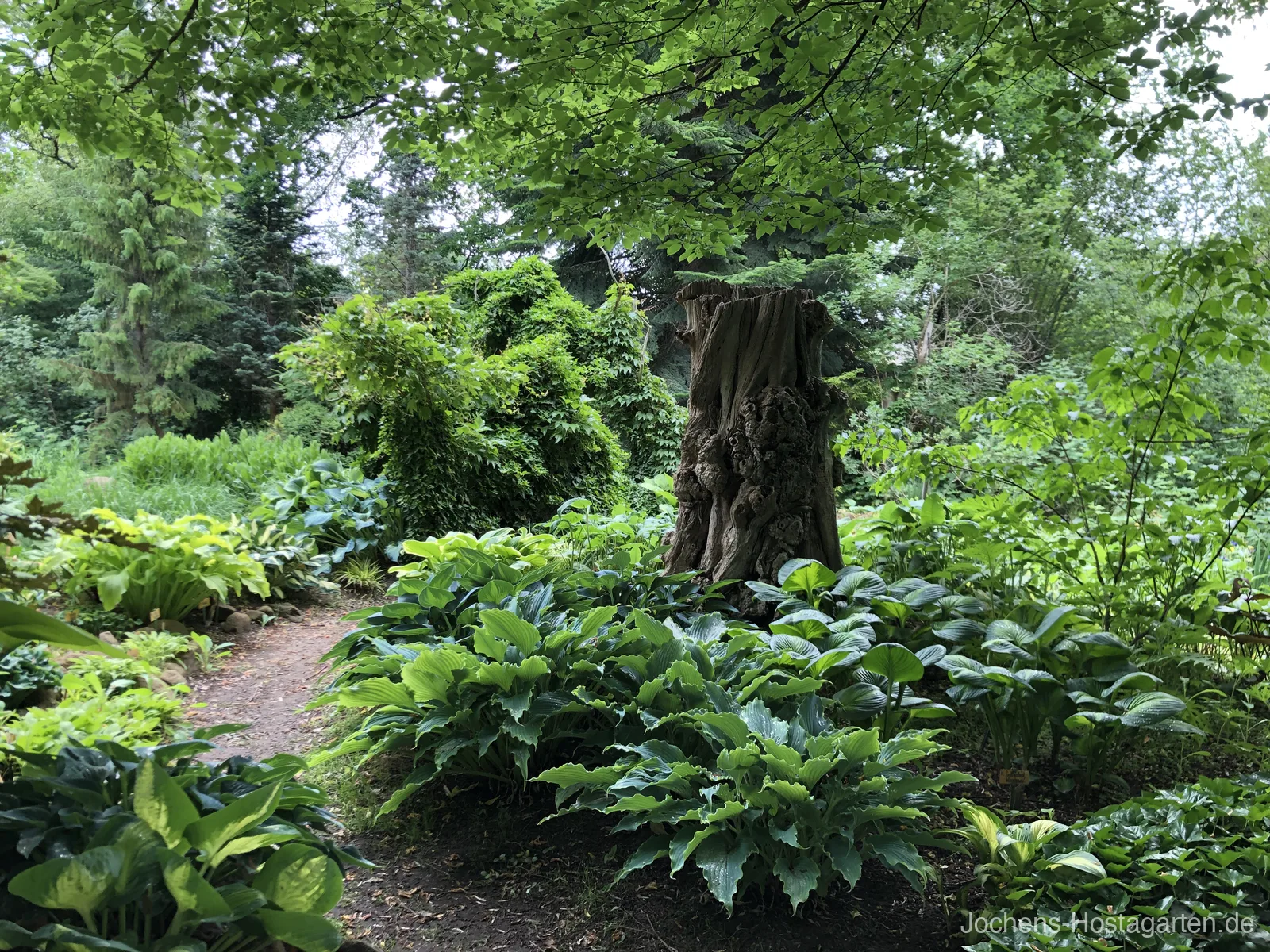 Jochens Hostagarten - Blick auf die Hostas und den Gartenweg