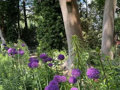 Hostagarten im Sommer