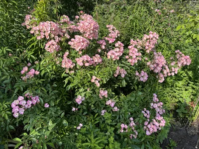 Hostagarten im Sommer