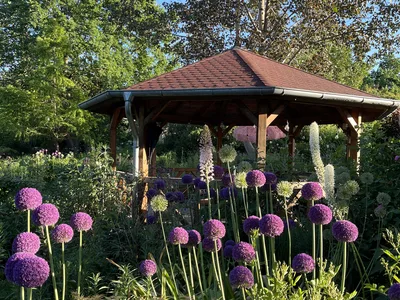 Hostagarten im Sommer