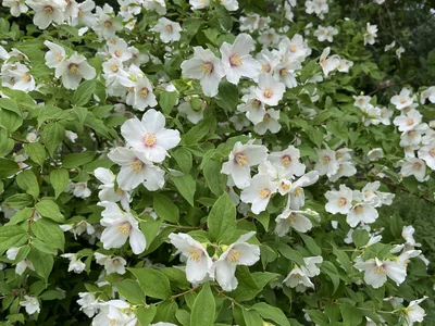 Hostagarten im Sommer