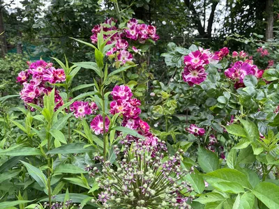 Hostagarten im Sommer