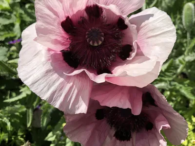 Hostagarten im Sommer