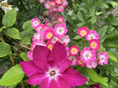 Hostagarten im Sommer