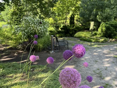 Hostagarten im Sommer