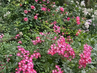 Hostagarten im Sommer