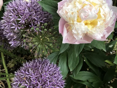 Hostagarten im Sommer