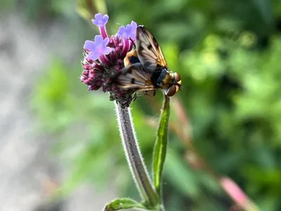 Hostagarten im Sommer