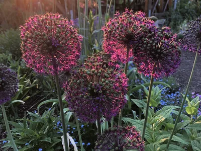 Hostagarten im Sommer