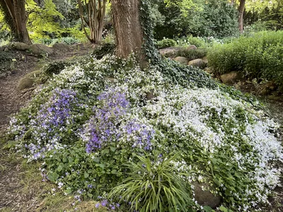Hostagarten im Sommer