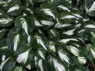 Hostagarten im Sommer