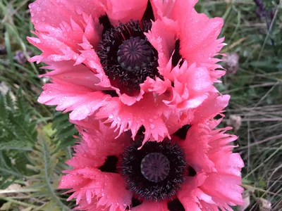 Hostagarten im Sommer