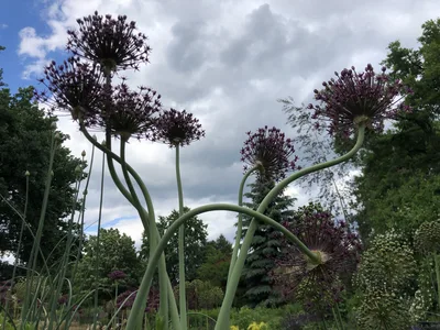 Hostagarten im Sommer