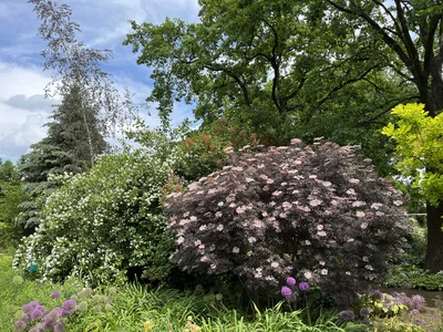 Hostagarten im Sommer