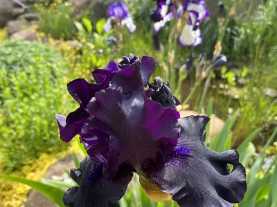 Hostagarten im Sommer