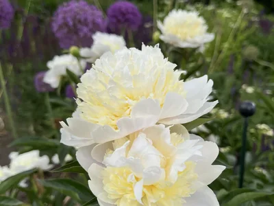 Hostagarten im Sommer