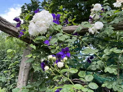 Hostagarten im Sommer