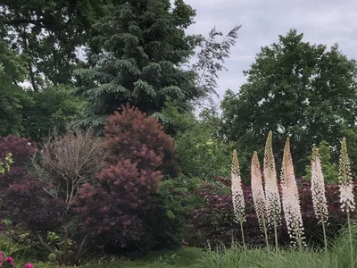 Hostagarten im Sommer