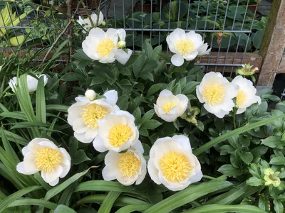 Hostagarten im Sommer