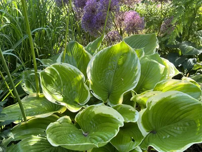 Hostagarten im Sommer