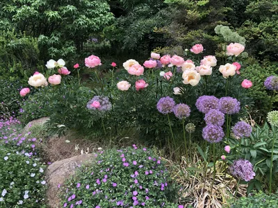 Hostagarten im Sommer