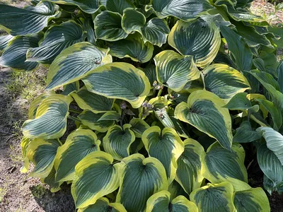 Hostagarten im Sommer