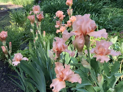 Hostagarten im Sommer