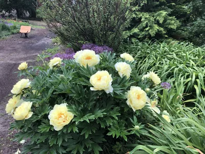 Hostagarten im Sommer