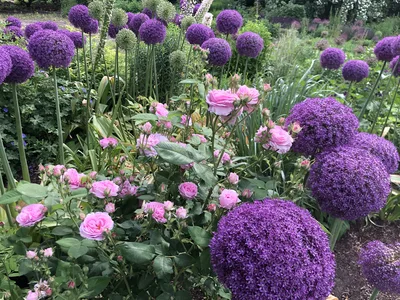 Hostagarten im Sommer