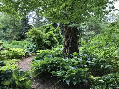 Hostagarten im Sommer