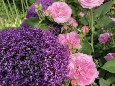 Hostagarten im Sommer