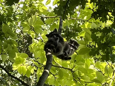 Hostagarten im Sommer