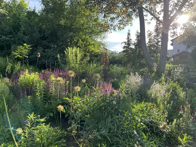 Hostagarten im Sommer