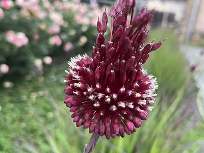 Hostagarten im Sommer