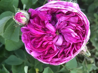 Hostagarten im Sommer