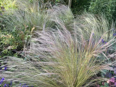 Hostagarten im Sommer