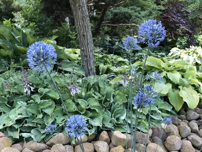 Hostagarten im Sommer