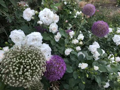 Hostagarten im Sommer