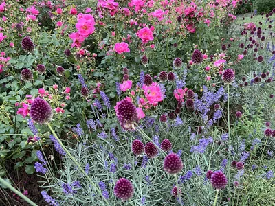 Hostagarten im Sommer