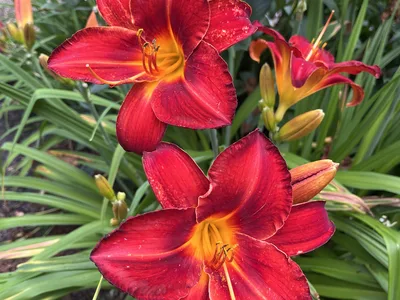 Hostagarten im Sommer