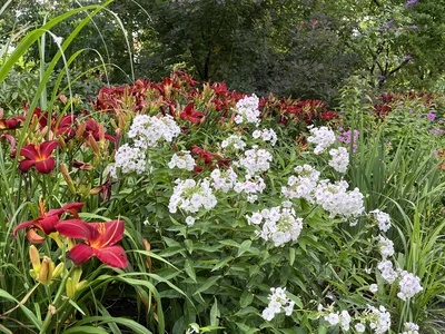 Hostagarten im Sommer