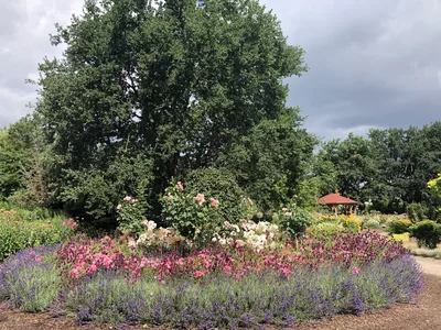 Hostagarten im Sommer