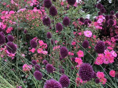 Hostagarten im Sommer