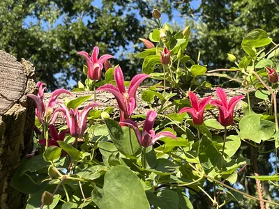 Hostagarten im Sommer